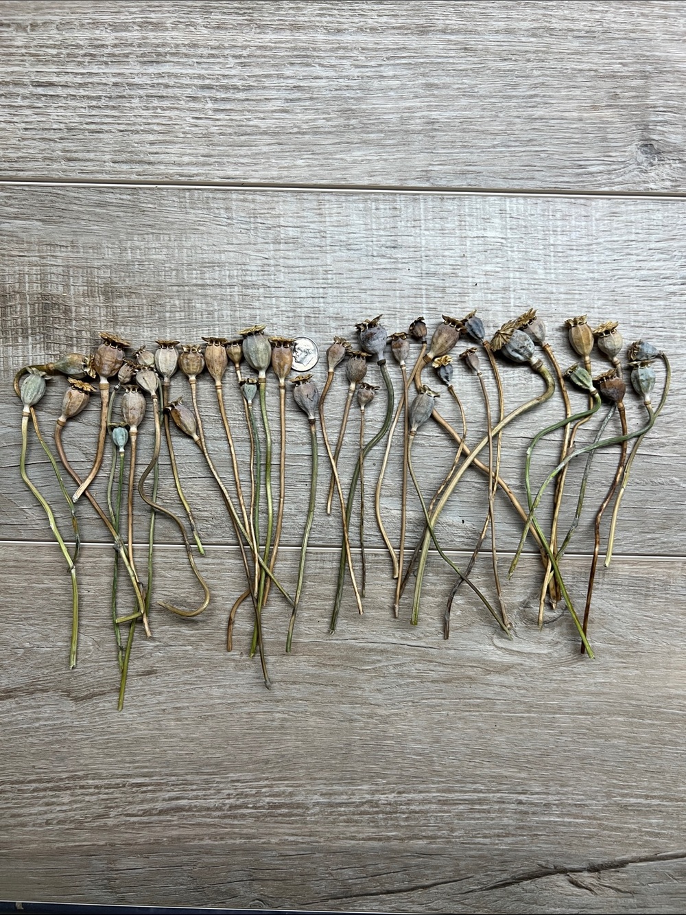Natural Dried Seed Pods in Brown and Green. Small pods for miniature decorations